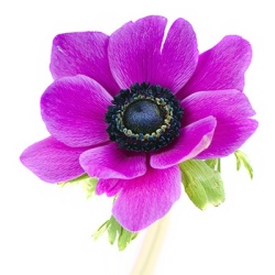 klaproos_anemoon_anemone-coronaria-animo-f1-pink-colours