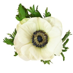 klaproos_anemoon_anemone-coronaria-animo-f1-white-colours