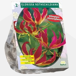klimmende_lelie_gloriosa-rothschildiana-per-2