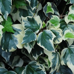 klimop-hedera-alg-gloire-de-marengo