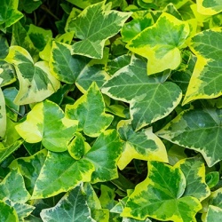 klimop-hedera-helix-hedera-helix-goldchilds