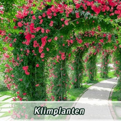 klimplanten
