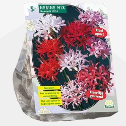 kliplelie_nerine-bowdenii-mix-per-5