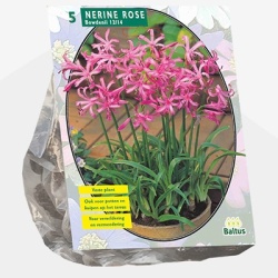 kliplelie_nerine-bowdenii-roze-per-5