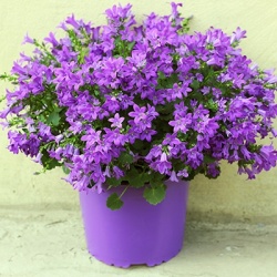 klokjesbloem-campanula-poscharskyana-clockwise-compact-f1-deep-blues