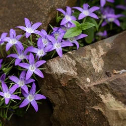 klokjesbloem-campanula-poscharskyana-stella