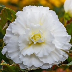 knolbegonia-begonia-x-tuberhybrida-nonstop-f1-whites