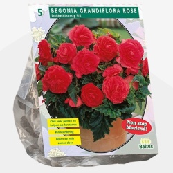 knolbegonia_begonia-dubbel-roze-per-5