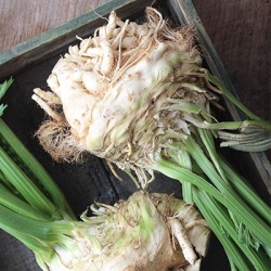 knolselder-apium-graveolens-var-rapaceum