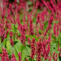 knoopjeskruid-persicaria-amplexicaulis-bloody-mary