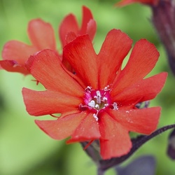 koekoeksbloem-lychnis-lipstick
