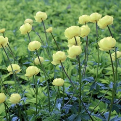 kogelboterbloem-trollius-hybride-cheddar