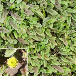 koperknoopje-leptinella-squalida