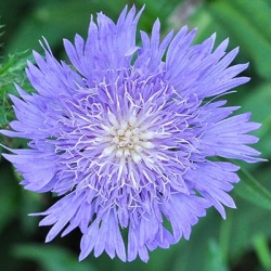 korenbloemaster-stokesia-mels-blue-eu33398pp23090