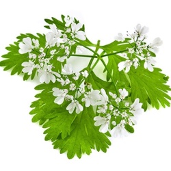 koriander-coriandrum-sativum