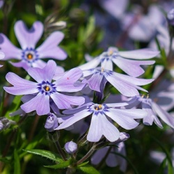 kruipphlox-phlox-subulata-bavaria