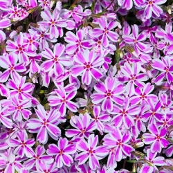 kruipphlox-phlox-subulata-candy-stripes