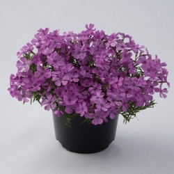 kruipphlox-phlox-subulata-fabulous-rose