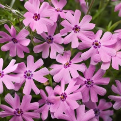 kruipphlox-phlox-subulata-fort-hill