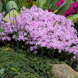 kruipphlox-phlox-subulata-kimono-pink-white