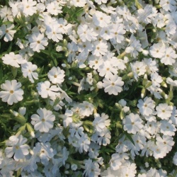 kruipphlox-phlox-subulata-white-delight