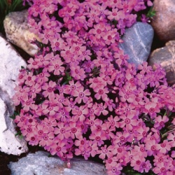 kruipphlox-phlox-subulata-zwergenteppich