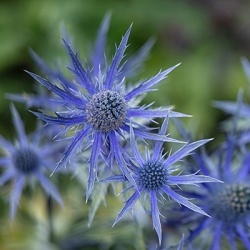 kruisdistel-eryngium-zabelii-pen-blue