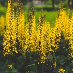 kruiskruid-ligularia-stenocephala-the-rocket