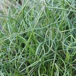 krulpitrus_juncus-effusus-spiralis