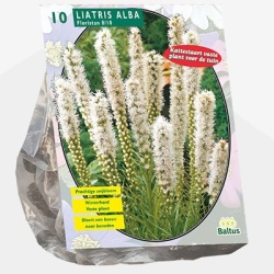 lampenpoetser_liatris-floristan-wit-per-10
