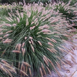 lampenpoetsergras-pennisetum-alopecuroides-hamelns