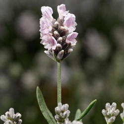 lavendel-wit-lavandula-angustifolia-white-scent-early