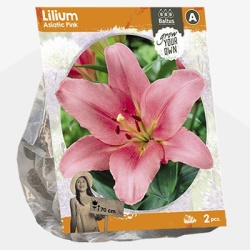lelie_lilium-asiatic-pink-sp-per-2