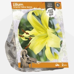 lelie_lilium-oriental-yellow-space-sp-per-2