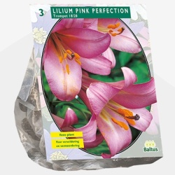 lelie_lilium-pink-perfection-per-3