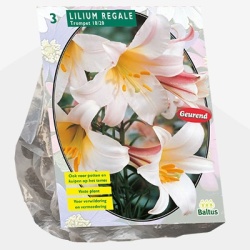 lelie_lilium-regale-per-3