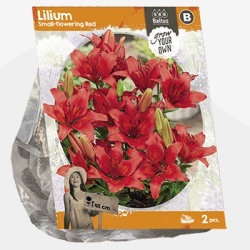 lelie_lilium-small-flowering-red-sp-per-2