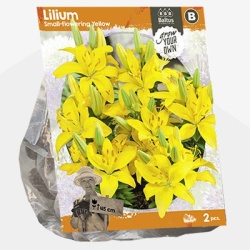 lelie_lilium-small-flowering-yellow-sp-per-2