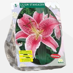 lelie_lilium-stargazer-per-5