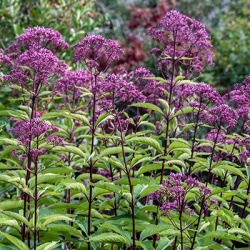 leverkruid_eupatorium-mac-js_humble_pbr