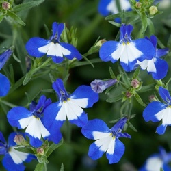lobelia-lobelia-erinus-laguna-select-popeye