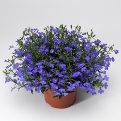 lobelia-lobelia-erinus-laguna-trailing-dark-blue