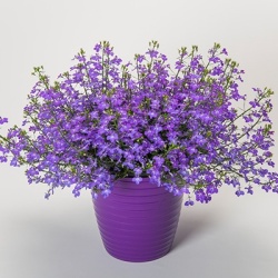 lobelia_lobelia-erinus-techno-trailing-blue-jeans