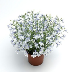lobelia_lobelia-erinus-techno-up-delft