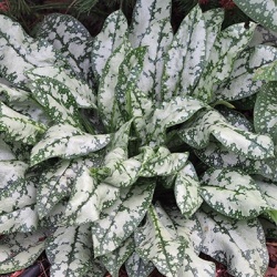 longkruid_pulmonaria-opal-pp12931