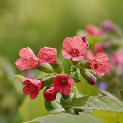 longkruid_pulmonaria-pretty-in-pink-euapp31284