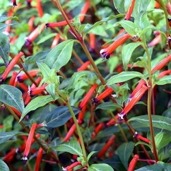 lucifersplantje-cuphea-ignea-cigarettes