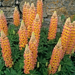 lupine-lupinus-gladiator