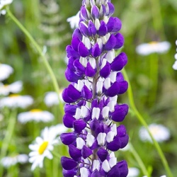 lupine-lupinus-polyhyllus-the-governor