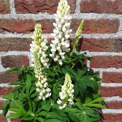 lupine-lupinus-polyphyllus-lupini-white